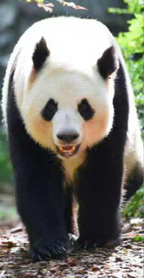 大熊猫“花花”的妈妈“成功”死亡 终年23岁 相当于人类7、80岁