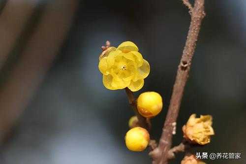 耐寒零下30度的庭院花(最耐寒的5种庭院花推荐)