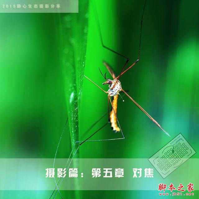 静心生态摄影分享摄影篇:对焦