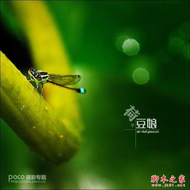 静心生态摄影分享摄影篇:对焦