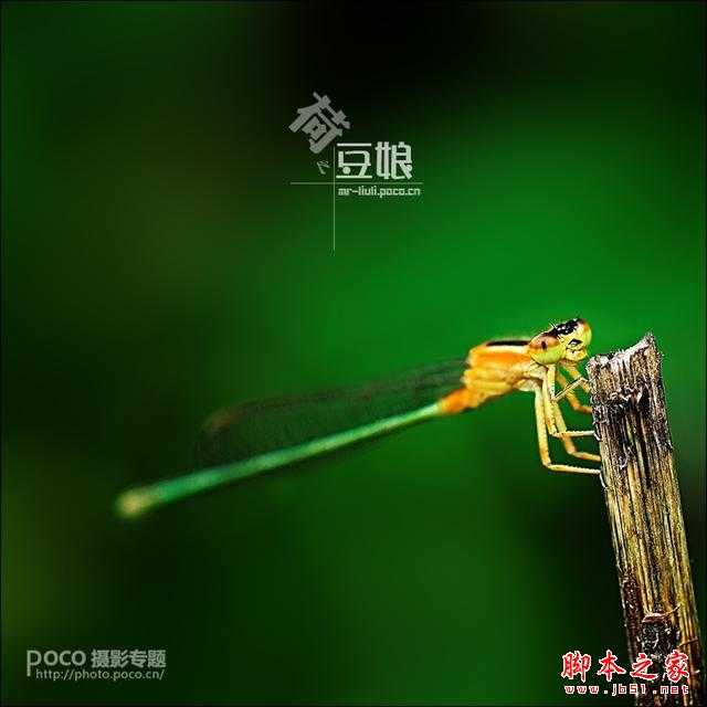 静心生态摄影分享摄影篇:对焦