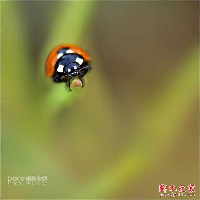静心生态摄影分享摄影篇:对焦