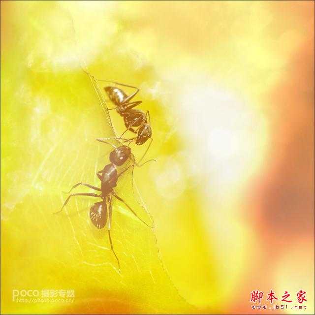 静心生态摄影分享摄影篇:对焦