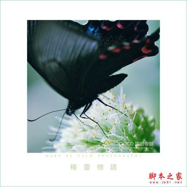 静心生态摄影分享摄影篇:对焦