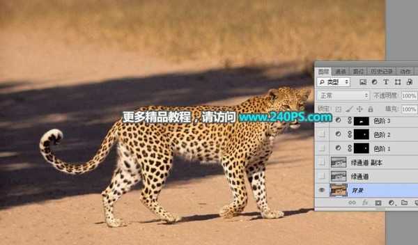 Photoshop巧用钢笔+通道工具快速抠出草原上的花豹并更换背景教程